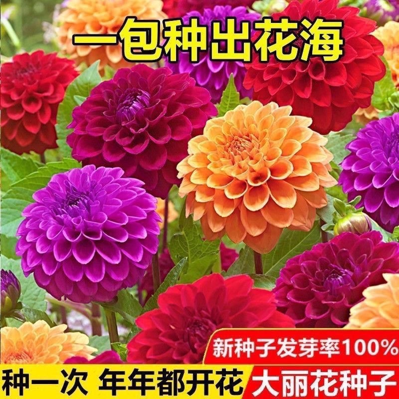 大丽花种子大全大理花天竺牡丹大丽菊花种籽原装种子大全