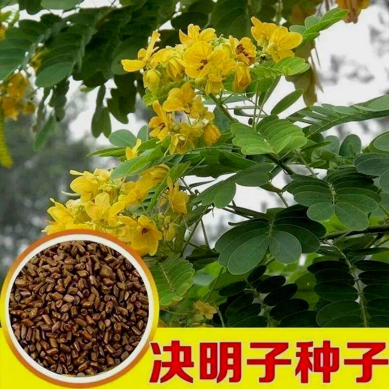 决明子种子大全草决明羊明羊角中药花卉种籽原装种子大全