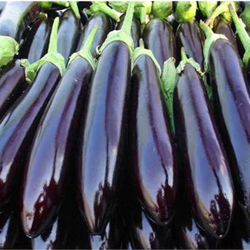 绿把茄子种子大全紫茄子种孑黑宝长茄种籽原装种子大全