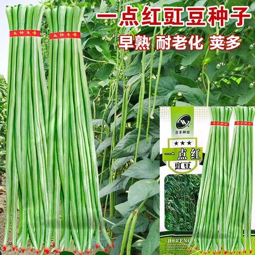 一点红豇豆种子大全特长四季豆长红豆种籽原装种子大全