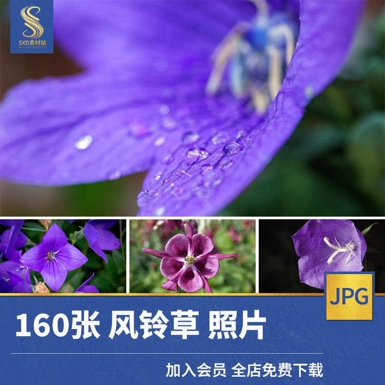 高清jpg素材风铃草图片观赏花卉植物摄影紫色花瓣清新唯美背景照