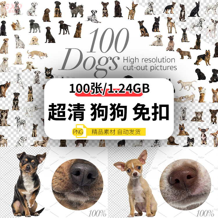 动物宠物狗狗德牧金毛吉娃娃斑点狗肖像表情高清图片png免抠素材
