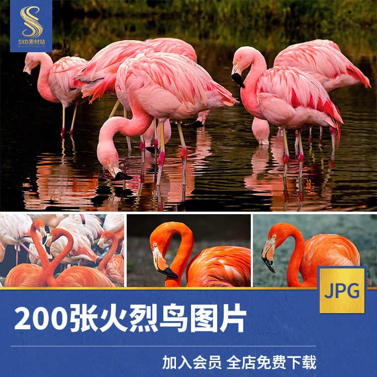 高清jpg素材火烈鸟图片粉红橘红色羽毛野生动物水鸟类摄影背景照