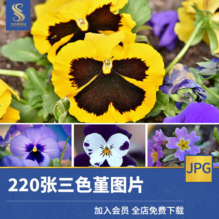 高清三色堇图片素材喇叭藤蔓花卉植物摄影园艺盆景背景摄影照片