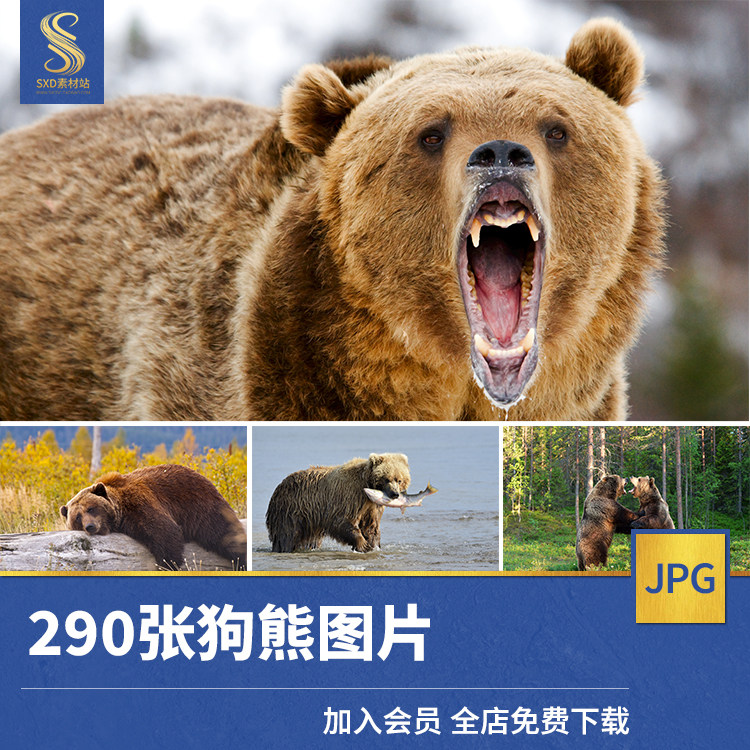 高清jpg素材狗熊图片灰黑棕熊马来月熊幼崽野生哺乳动物园摄影照