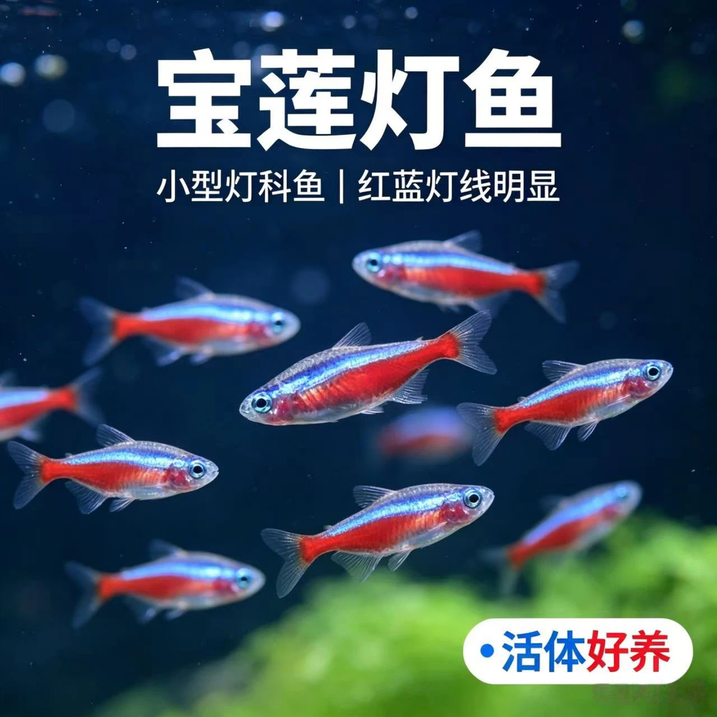 巴西宝莲灯鱼热带观赏鱼活体红绿水族草缸群游小型淡水灯科宠物鱼
