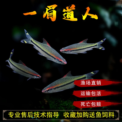 一眉道人鱼群游鱼草缸活体小型鱼