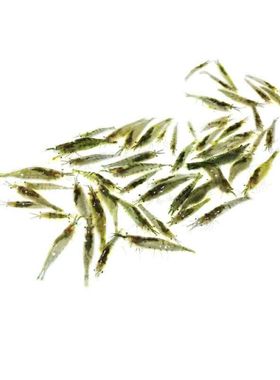 黑壳虾观赏虾淡水鲜活体大河藻虾除黑藻虾工具虾宠物虾米虾大河虾