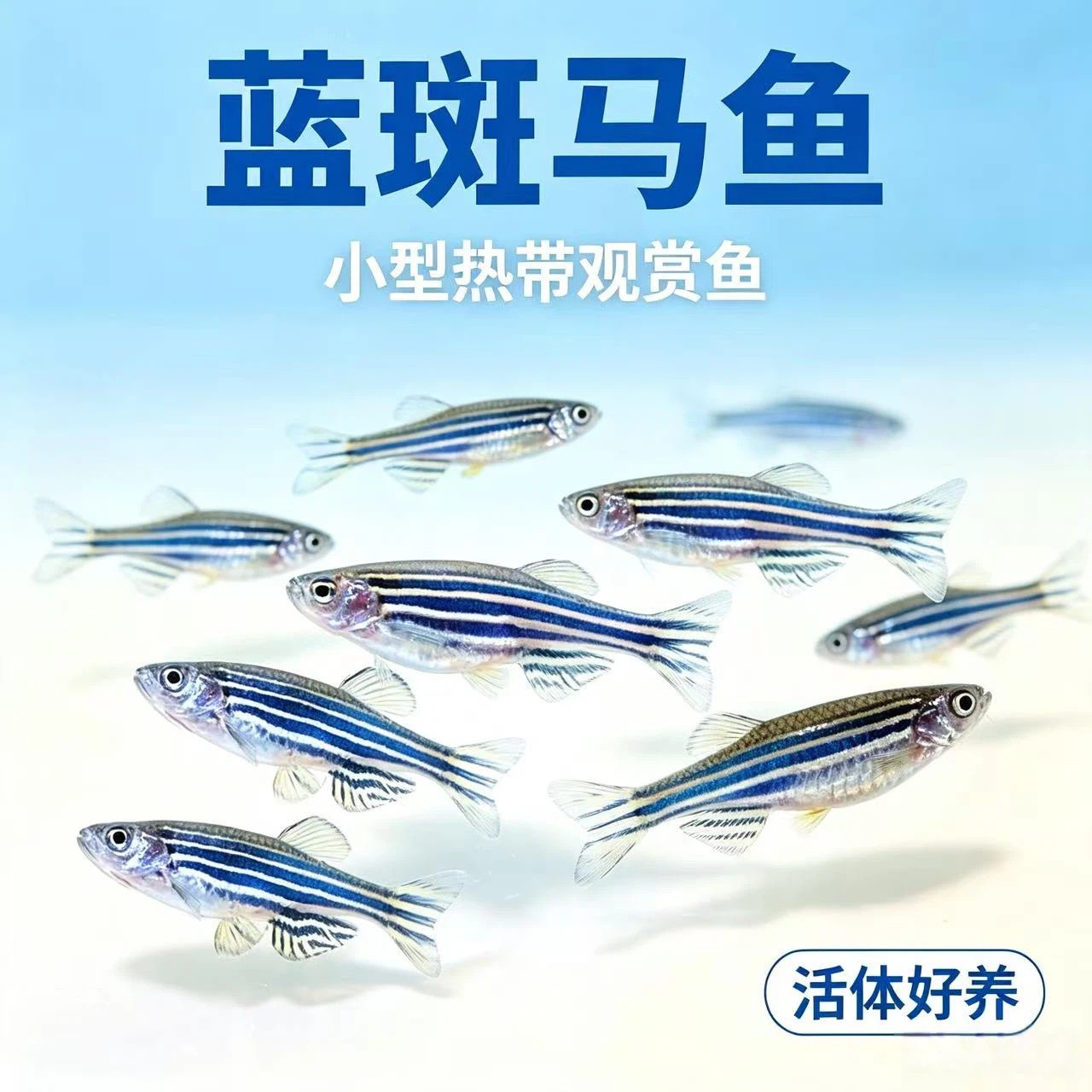 蓝斑马鱼原生斑马小型活体淡水热带观赏鱼水族宠物实验鱼好养耐活
