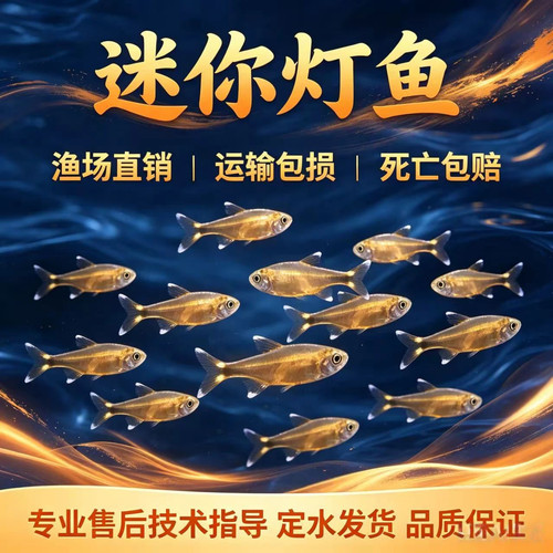 热带观赏鱼迷你灯鱼金线灯淡水