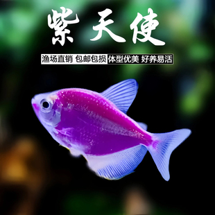 紫天使鱼大号群游观赏鱼热带鱼淡水好养耐活小型草缸群游七彩红紫
