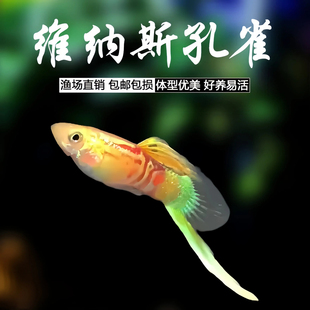 维纳斯底剑孔雀鱼活鱼精品淡水草缸群游高端纯种热带观赏鱼好养