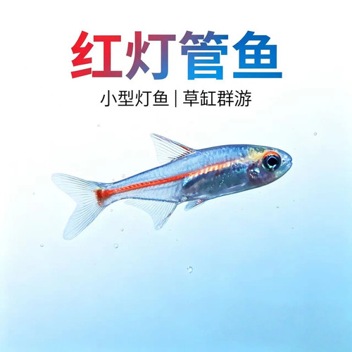 红灯管鱼淡水草缸群游灯鱼