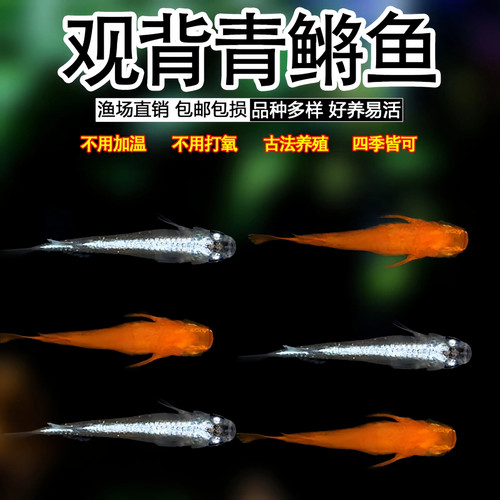 观背青鳉鱼淡水鱼小型常温鱼
