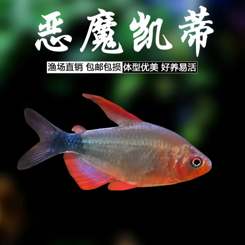 恶魔凯蒂鱼蝴蝶凯蒂火烈鸟鱼