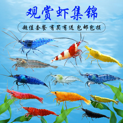 热带观赏虾黑壳樱花极火琉璃