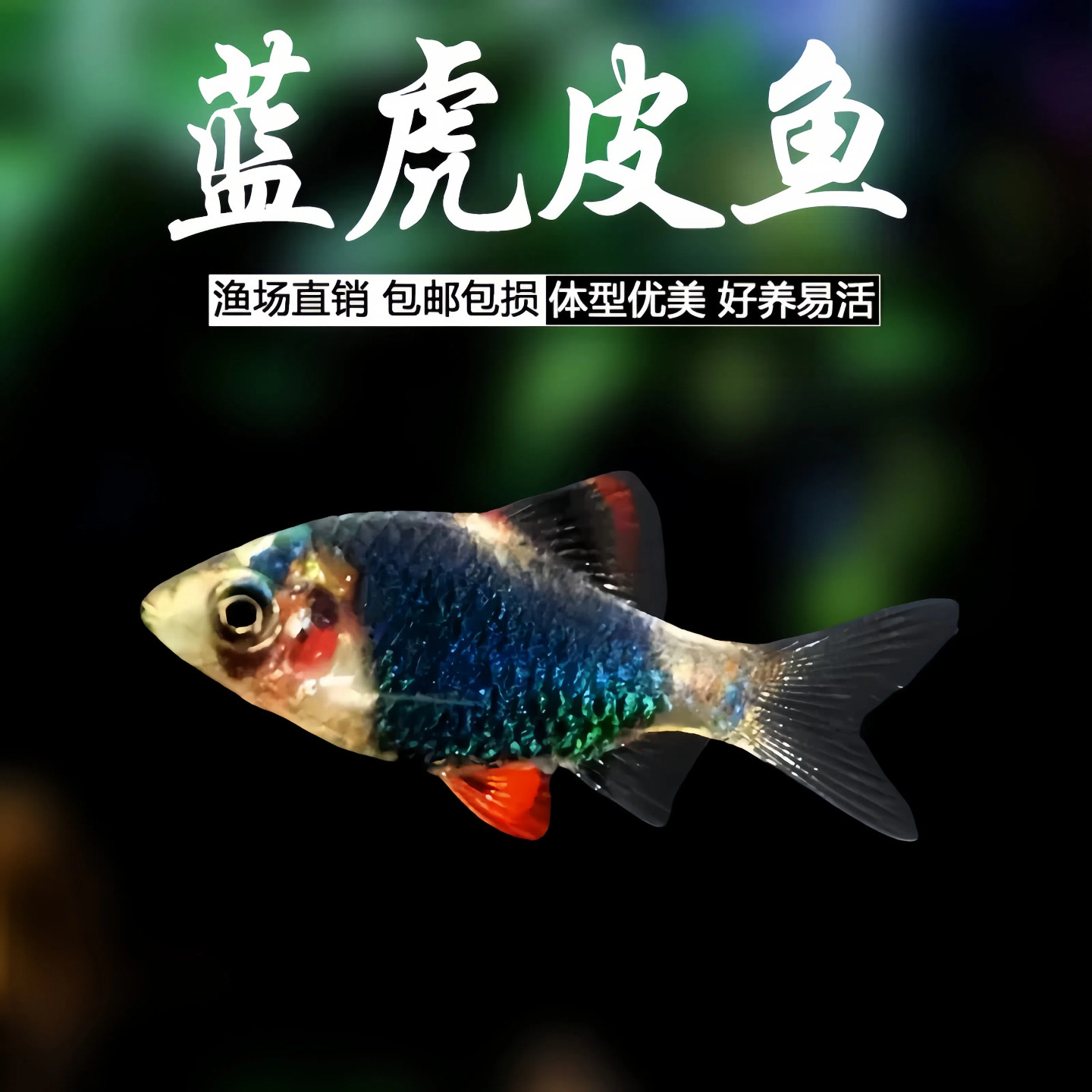 蓝虎皮绿宝石虎皮热带鱼小型观赏鱼群游鱼蓝虎皮荧光虎皮淡水好养