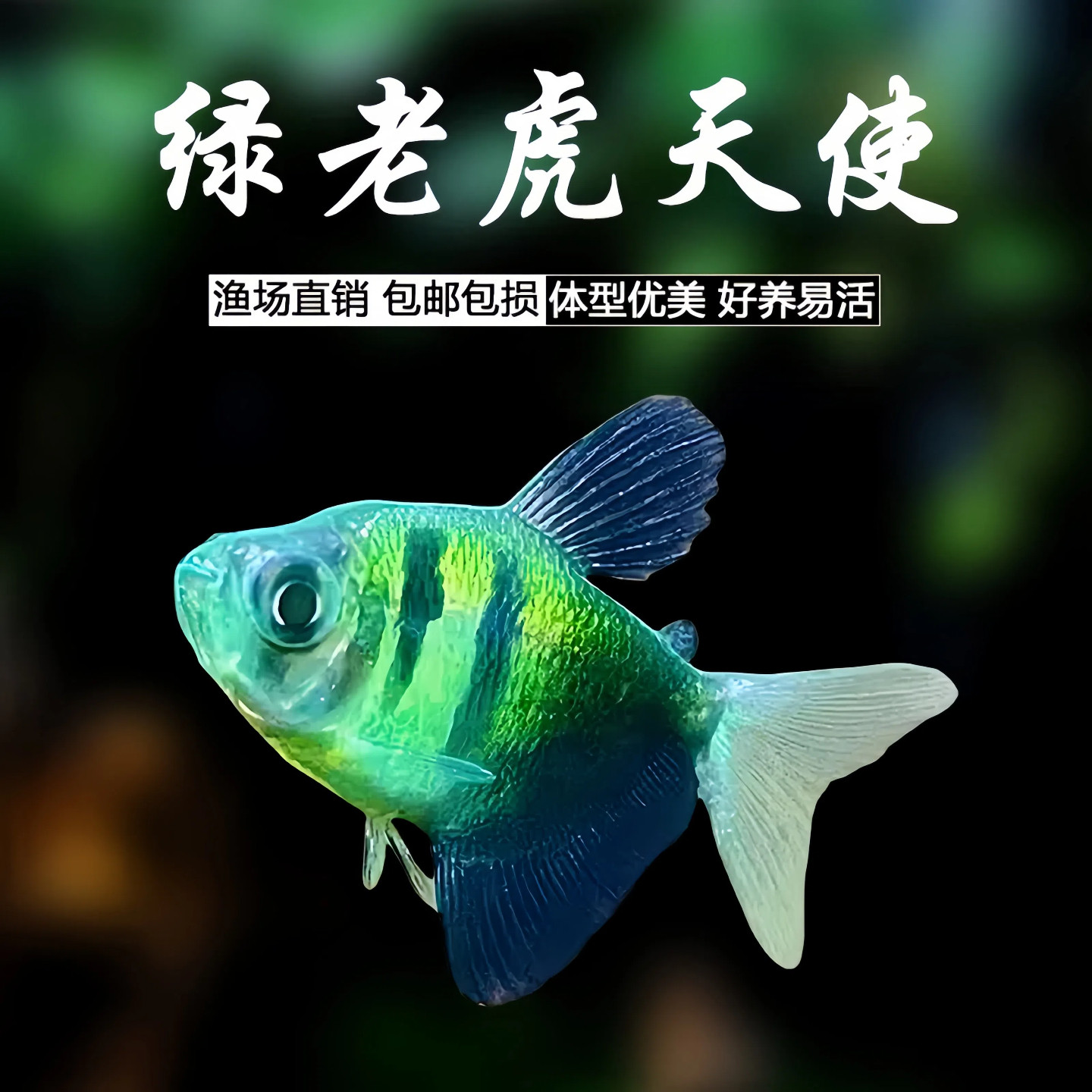 绿老虎天使鱼观赏鱼活鱼群游活体斑马热带鱼小型鱼淡水好养耐活