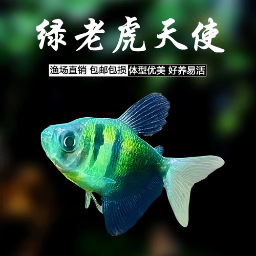 绿老虎天使鱼观赏鱼活鱼群游