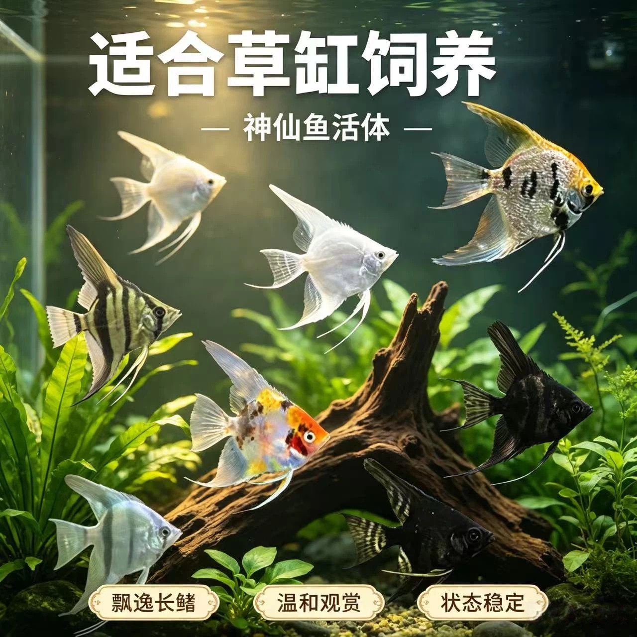 神仙鱼活体燕鱼秘鲁三色热带观赏鱼小型淡水好养墨燕七彩神仙鱼苗