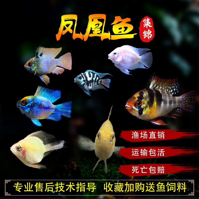 金波子阿凡达热带观赏鱼宝蓝荷兰球短鲷凤凰草缸鱼活体小型淡水鱼