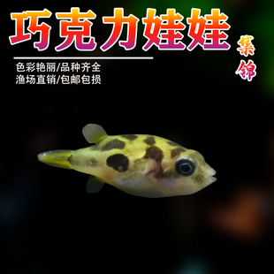 巧克力娃娃鱼吃螺高手迷你河豚草缸水蜗牛克星杀手螺除杂螺涡虫