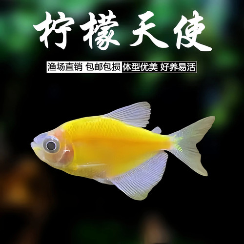 柠檬天使鱼热带观赏鱼活体鱼