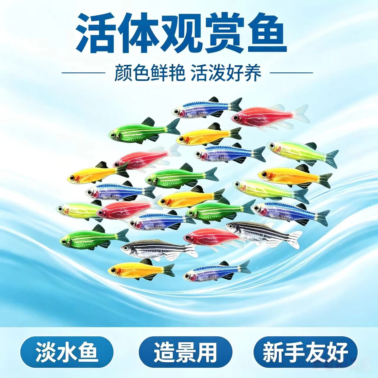 斑马鱼小型热带观赏鱼好养耐活图片