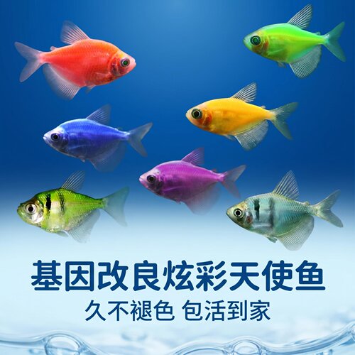天使鱼热带观赏鱼好养易活新手鱼