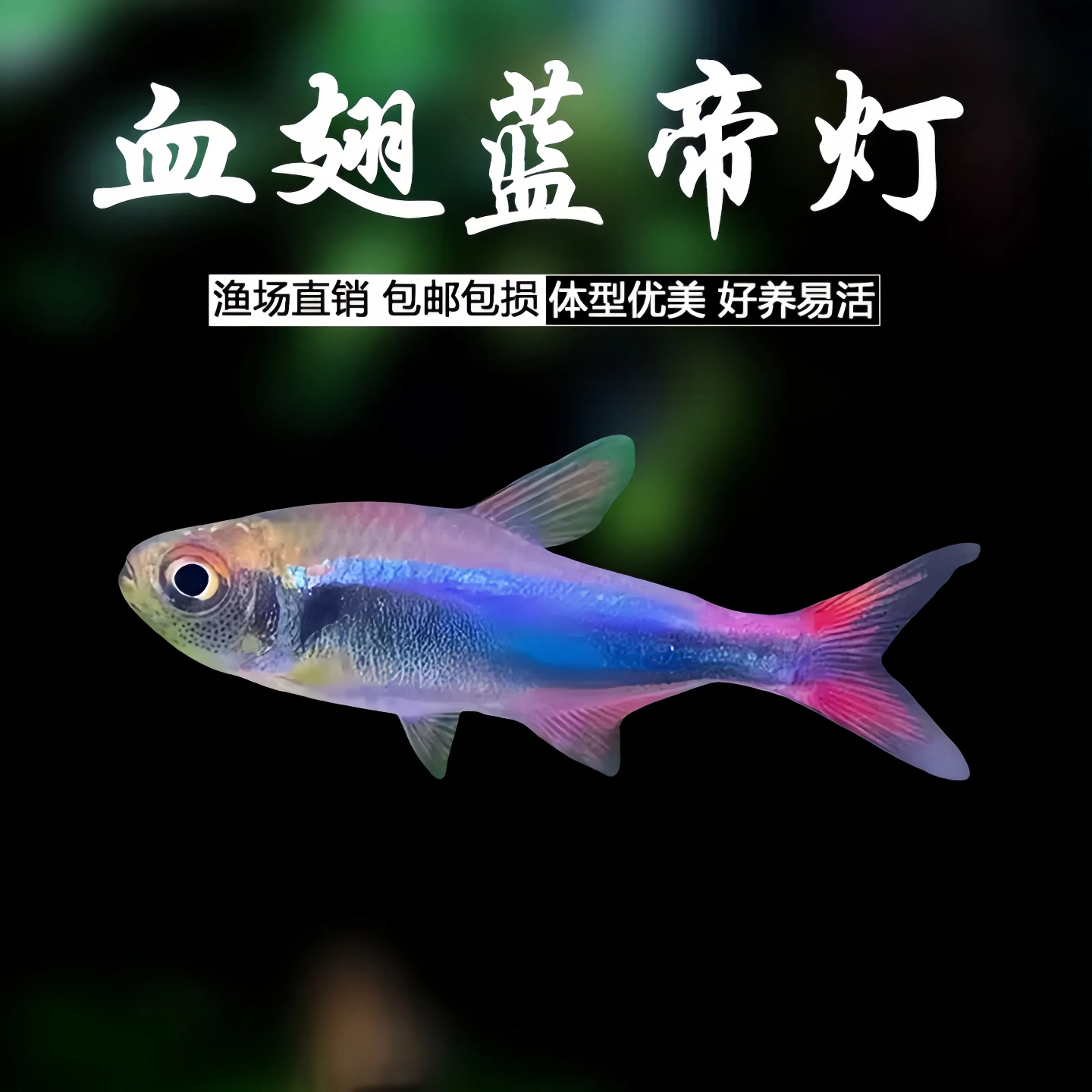 血翅蓝帝灯鱼小型热带观赏鱼