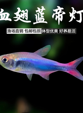 血翅蓝帝灯鱼小型热带观赏鱼蓝色灯鱼群游鱼闪光蓝线灯科淡水草缸