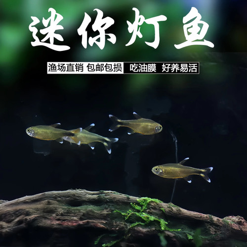 热带观赏鱼迷你灯鱼金线灯淡水