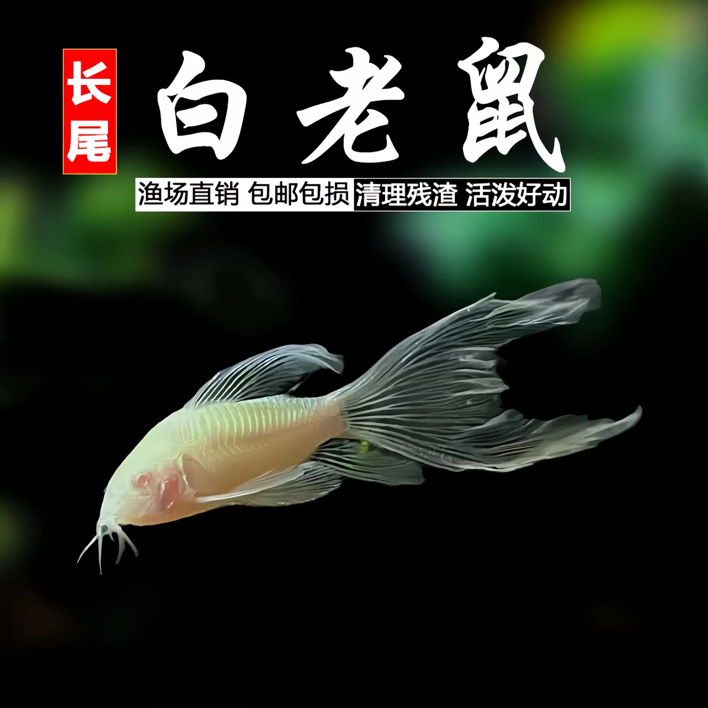 长尾白老鼠仙子长鳍鱼