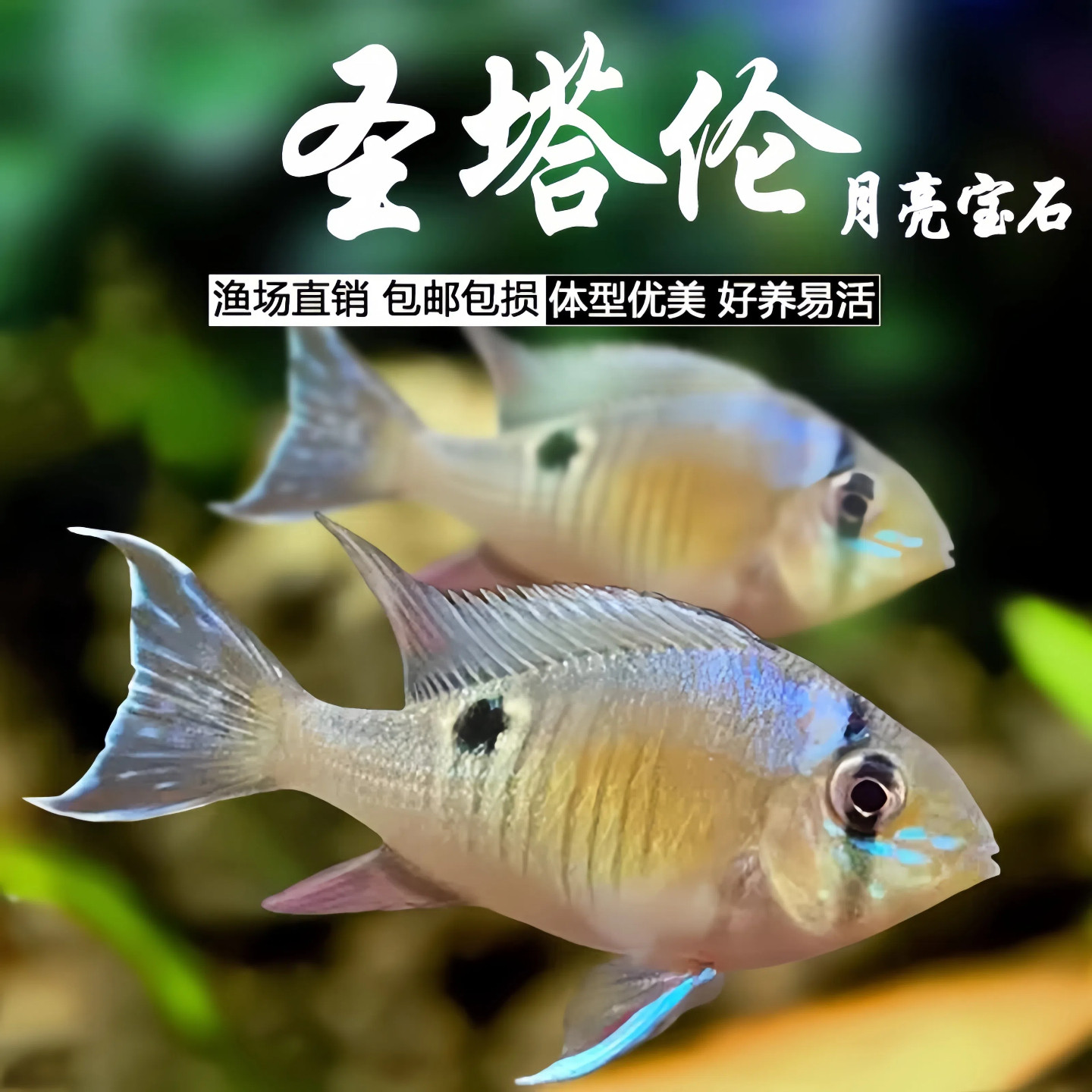 圣塔伦月亮宝石鱼草缸淡水鱼活体热带观赏鱼新手鱼短鲷鱼好养易活