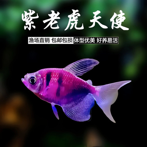 紫老虎天使鱼热带观赏鱼