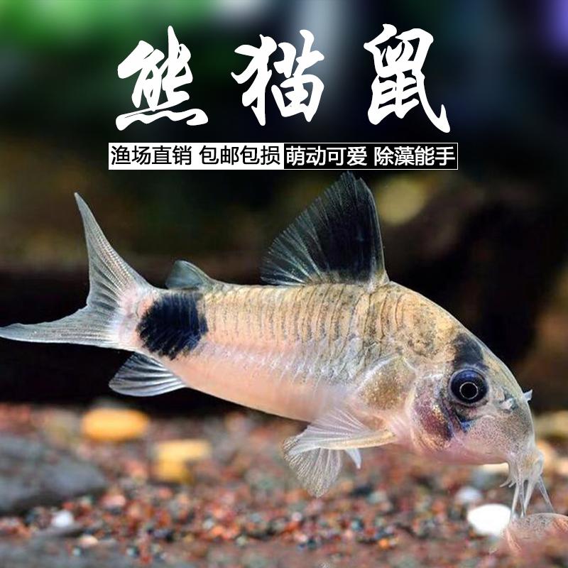 熊猫鼠鱼缸除藻清洁垃圾工具