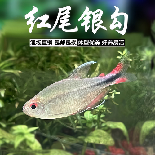 红尾银勾银旗鱼热带观赏鱼