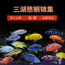 三湖慈鲷鱼马鲷非洲王子凤凰鱼活体淡水中小型耐养易活热带观赏鱼