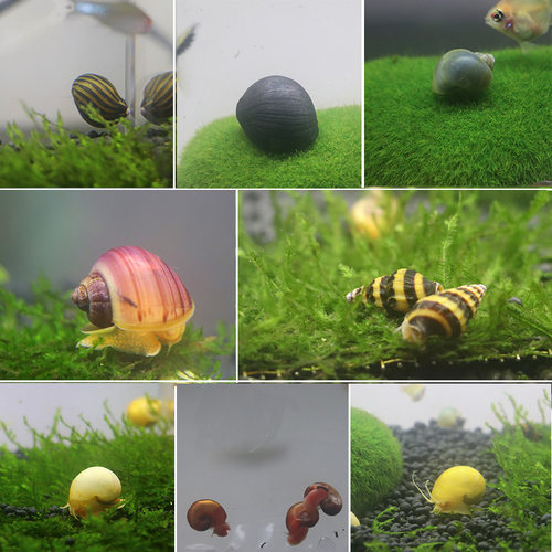 斑马黑金刚蜜蜂工具淡水观赏螺