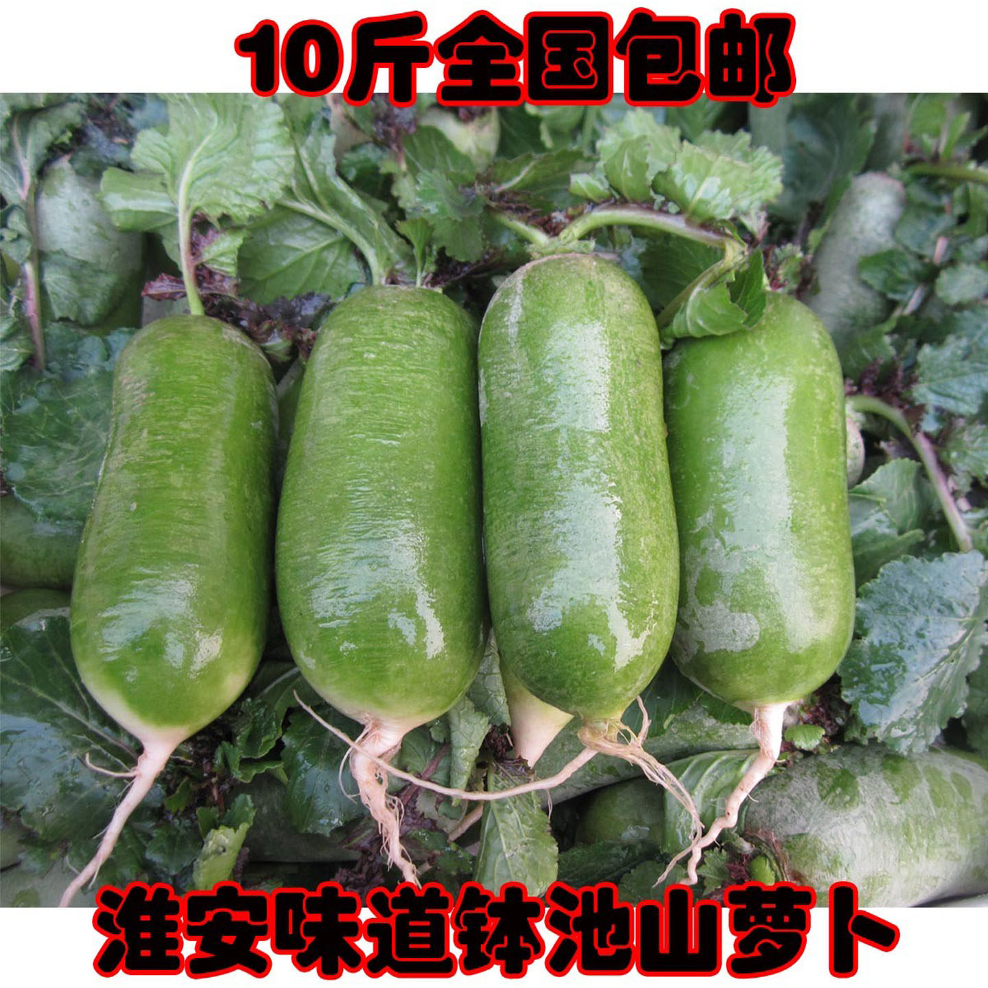 新鲜澡堂萝卜淮安特产钵池山青萝卜2500g带泥水果萝卜(5斤装),水产肉类/新鲜蔬果/熟食,萝卜/胡萝卜,淘宝优惠券,粉丝福利购,淘宝优惠卷