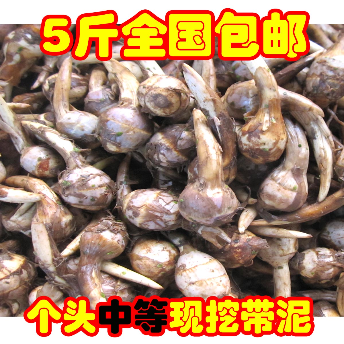 茨菇11月新鲜蔬菜淮安圆茨菇芽菇燕尾草白慈菇茨菰500g(中等)