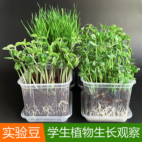 透明观察盆发芽实验生长作业