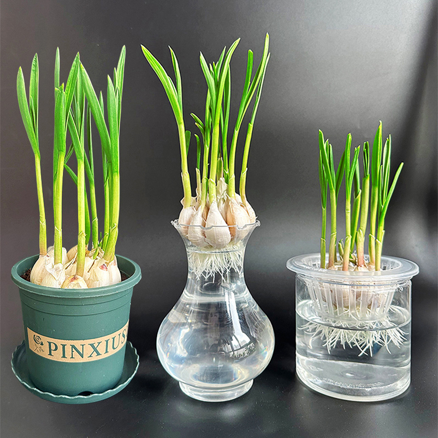 水培大蒜苗透明观察盆栽水养土培蔬菜幼儿园小学生作业植物角日记,鲜花速递/花卉仿真/绿植园艺,绿植,淘宝优惠券,粉丝福利购,淘宝优惠卷