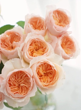 稀有小众玫瑰朱丽叶奥斯汀花型基地直发装饰家庭水养鲜花顺丰包邮