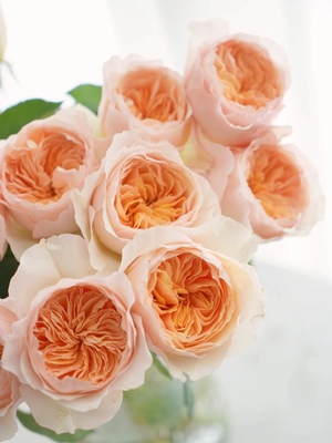 稀有小众玫瑰朱丽叶奥斯汀花型基地直发装饰家庭水养鲜花顺丰包邮