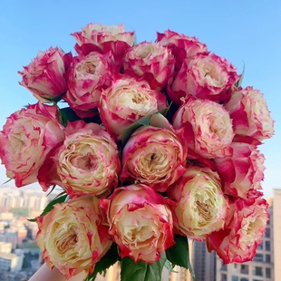 苹果杰克复色玫瑰云南基地鲜花直发家庭办公室水养鲜花顺丰包邮