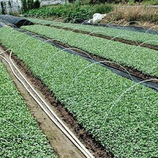 农用小拱棚拱棚杆大棚杆小棚杆防寒保暖黄瓜架菜地玻璃纤维杆支架