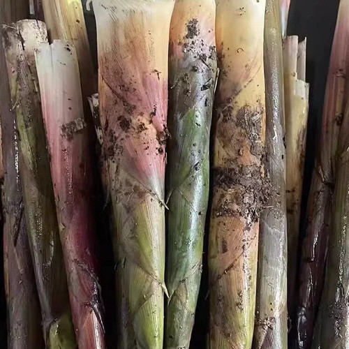 云南高山野生水竹笋新鲜小竹笋带壳现拔现发脆嫩爽口带壳发货 - 封面