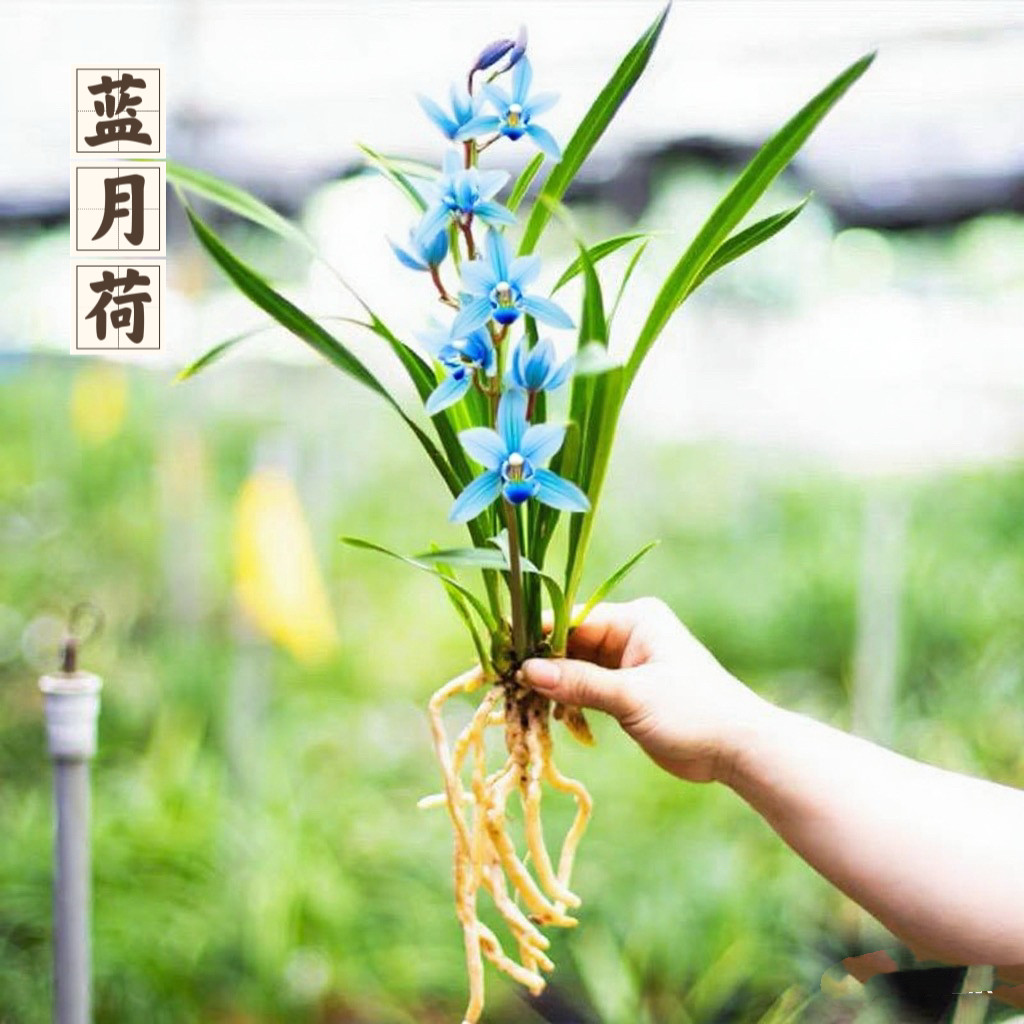 兰花苗蓝月荷浓香型室内盆栽花卉绿植四季好养活吸色对版秋冬花苞