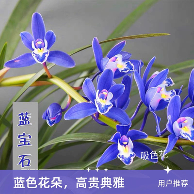 兰花苗矮种盆栽植物名贵品种吸色建兰四季花卉金边兰花苗蓝宝石